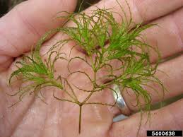 Attēlu rezultāti vaicājumam “Najas minor”