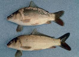 Image result for Carpiodes cyprinus
