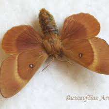 Attēlu rezultāti vaicājumam “Lasiocampa quercus”