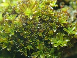 Attēlu rezultāti vaicājumam “Syntrichia virescens”