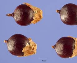 Attēlu rezultāti vaicājumam “Persicaria lapathifolia fruit”