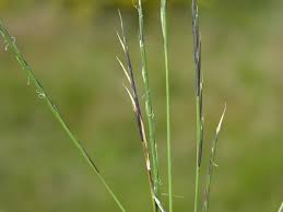 Attēlu rezultāti vaicājumam “Nardus stricta”