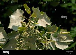 Attēlu rezultāti vaicājumam “Tilia tomentosa fruit”