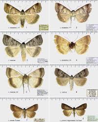 Attēlu rezultāti vaicājumam “Lygephila viciae”