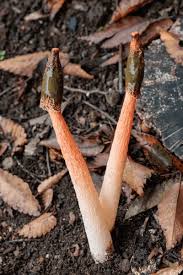 Attēlu rezultāti vaicājumam “Mutinus caninus”