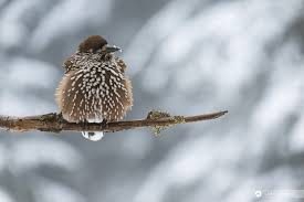 Image result for Nucifraga caryocatactes