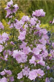 Image result for Malva alcea