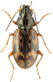 Attēlu rezultāti vaicājumam “Bembidion sp.”