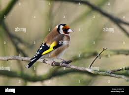 Attēlu rezultāti vaicājumam “Carduelis carduelis adult”