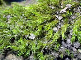 Attēlu rezultāti vaicājumam “Dicranum montanum sporophyte”
