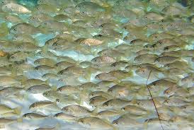 Image result for Leiostomus xanthurus