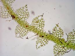 Attēlu rezultāti vaicājumam “Cephalozia connivens”