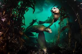 Image result for Acipenser desotoi