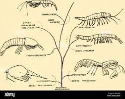 Attēlu rezultāti vaicājumam “Crustacea”