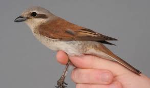 Attēlu rezultāti vaicājumam “Lanius collurio male”