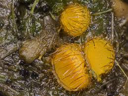 Attēlu rezultāti vaicājumam “Cheilymenia stercorea”