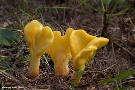 Attēlu rezultāti vaicājumam “Spathularia flavida”