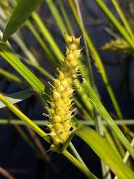 Attēlu rezultāti vaicājumam “Carex vesicaria”