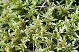 Attēlu rezultāti vaicājumam “Pleurozium schreberi”