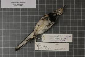 Attēlu rezultāti vaicājumam “Motacillidae”