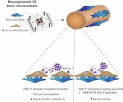 Attēlu rezultāti vaicājumam “Dianema depressum plasmodium”