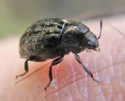 Attēlu rezultāti vaicājumam “Cytilus sericeus”