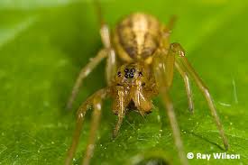 Attēlu rezultāti vaicājumam “Tetragnathidae”