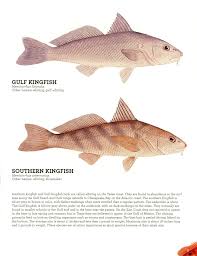 Image result for Menticirrhus littoralis