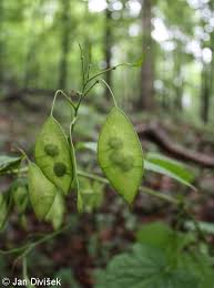 Attēlu rezultāti vaicājumam “Lunaria rediviva fruit”