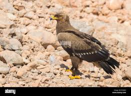 Attēlu rezultāti vaicājumam “Aquila pomarina”