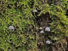 Attēlu rezultāti vaicājumam “Mycena pseudocorticola”