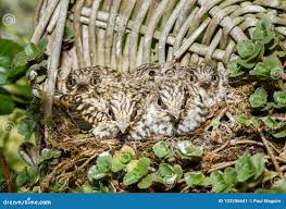 Attēlu rezultāti vaicājumam “Muscicapa striata nest”