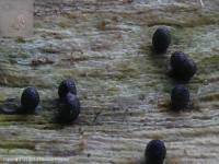 Attēlu rezultāti vaicājumam “Lycogala conicum”