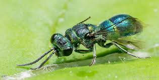 Attēlu rezultāti vaicājumam “Chrysididae”