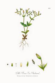 Attēlu rezultāti vaicājumam “Cerastium semidecandrum leaf”