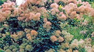 Attēlu rezultāti vaicājumam “Cotinus coggygria flower”
