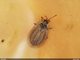 Attēlu rezultāti vaicājumam “Acalypta carinata”