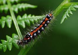 Attēlu rezultāti vaicājumam “Euproctis similis imago”