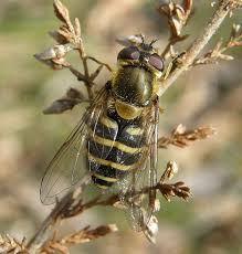 Attēlu rezultāti vaicājumam “Syrphus torvus”