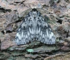 Attēlu rezultāti vaicājumam “Lymantria monacha imago”