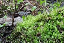 Attēlu rezultāti vaicājumam “Pseudobryum cinclidioides”