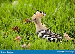 Attēlu rezultāti vaicājumam “Upupa epops adult”