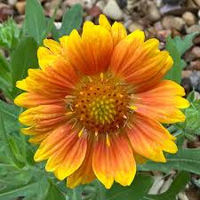Image result for Gaillardia