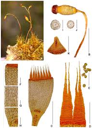 Attēlu rezultāti vaicājumam “Dicranella heteromalla sporophyte”