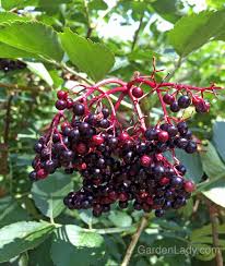 Attēlu rezultāti vaicājumam “Sambucus nigra fruit”