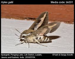 Attēlu rezultāti vaicājumam “Hyles gallii imago”