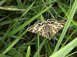 Attēlu rezultāti vaicājumam “Callistege mi”