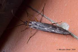 Attēlu rezultāti vaicājumam “Potamophylax”