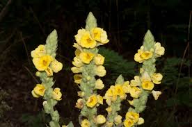 Attēlu rezultāti vaicājumam “Verbascum thapsus bud”