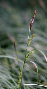 Attēlu rezultāti vaicājumam “Carex acutiformis leaf”